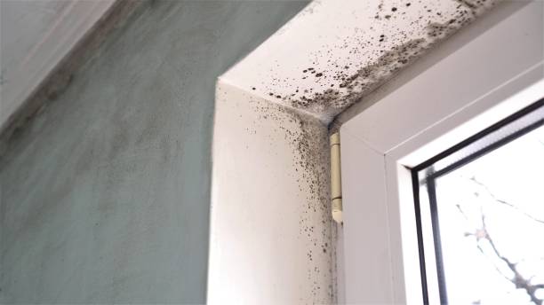 Best Residential Mold Removal  in Chenoweth, OR