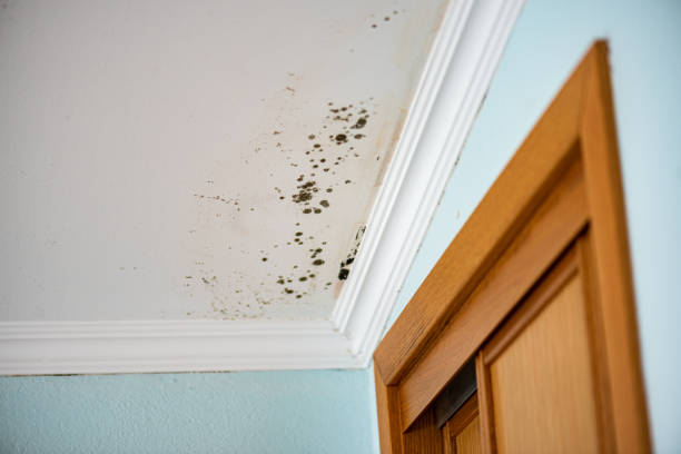 Certified Mold Removal in Chenoweth, OR