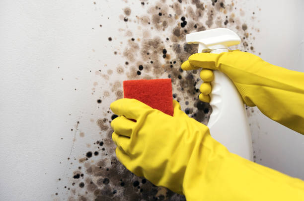 Best Crawl Space Mold Removal  in Chenoweth, OR