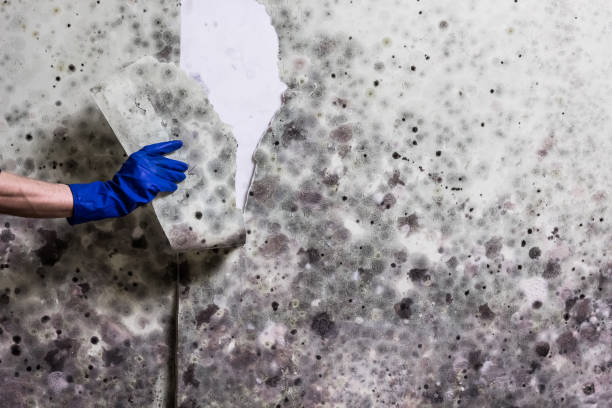 Best Attic Mold Removal  in Chenoweth, OR